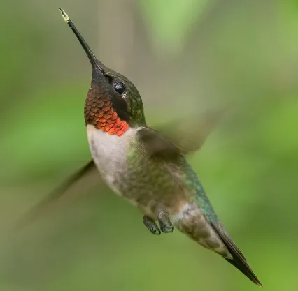 Um beija-flor com as cores vermelhas, branca e preta voando.